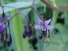 Bittersweet Nightshade; Climbing Nightshade; Deadly Nightshade (Solanum dulcamara)