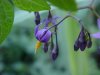 Bittersweet Nightshade; Climbing Nightshade; Deadly Nightshade (Solanum dulcamara)