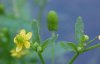 Kidneyleaf Buttercup (Ranunculus abortivus)
