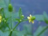 Kidneyleaf Buttercup (Ranunculus abortivus)