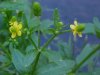 Kidneyleaf Buttercup (Ranunculus abortivus)