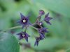 Black swallow-wort (Cynanchum nigrum; Cynanchum rossicum)