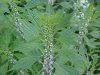 Motherwort (Leonurus cardiaca)