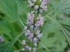 Motherwort (Leonurus cardiaca)