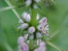 Motherwort (Leonurus cardiaca)