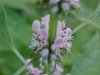 Motherwort (Leonurus cardiaca)