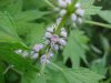 Motherwort (Leonurus cardiaca)