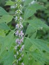 Motherwort (Leonurus cardiaca)