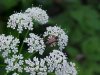 Wild Angelica (Angelica triquinata) - described as closely resembling the very poisoness Water Hemlock (Cicuta maculata)