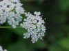 Wild Angelica (Angelica triquinata) - described as closely resembling the very poisoness Water Hemlock (Cicuta maculata)