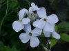 Dame's Rocket; Dame's Violet; Mother-of-the-Evening (Hesperis matronalis)