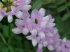 Crown Vetch (Coronilla varia)
