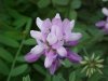 Crown Vetch (Coronilla varia)