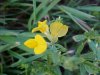 Birdsfoot Trefoil (Lotus corniculata)