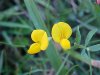 Birdsfoot Trefoil (Lotus corniculata)