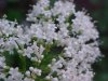 Swamp Valerian; (Valeriana uliginosa)