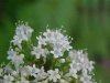Swamp Valerian; (Valeriana uliginosa)