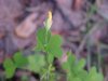 Yellow Wood Sorrel; Sour Grass (Oxalis stricta)