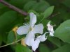 Wildflowers of LDEO, Columbia Univ., Palisades, N.Y., USA