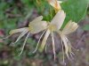 Japanese Honeysuckle (Lonicera japonica)