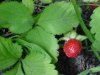 Indian Strawberry (Duchesnea  indica)