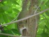 Acrobatic Squirrels of LDEO, Columbia Univ., Palisades, N.Y., USA