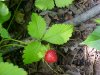 Indian Strawberry (Duchesnea  indica)