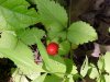 Indian Strawberry (Duchesnea  indica)