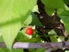 Indian Strawberry berry (Duchesnea indica)