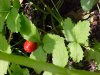 Indian Strawberry (Duchesnea  indica)