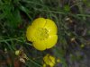 Common Buttercup (Ranunculus acris)