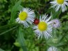Aphid Daisy Fleabane (Erigeron annus)