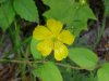 Common Buttercup (Ranunculus acris)
