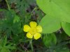 Yellow Wood Sorrel; Sour Grass (Oxalis stricta)