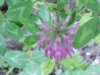 Red Clover (Trifolium pratense)