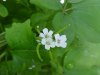 Garlic Mustard (Alliaria petiolata)