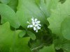Garlic Mustard (Alliaria petiolata)