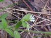 Mouse-ear Chickweed (Cerastium fontanum)