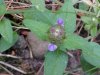 Heal-all; Self-heal (Prunella vulgaris)