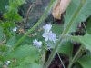 Common Speedwell (Veronica officinalis)