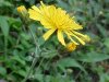 Yellow Hawkweed; King Devil (Hieracium caespitosum; Hieracium pratense; Hieracium floribundum)