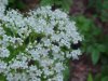 Swamp Valerian; (Valeriana uliginosa)