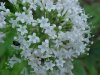 Swamp Valerian; (Valeriana uliginosa)