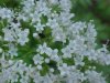 Swamp Valerian; (Valeriana uliginosa)