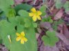 Yellow Wood Sorrel; Sour Grass (Oxalis stricta)