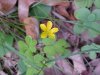 Yellow Wood Sorrel; Sour Grass (Oxalis stricta)