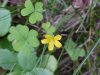 Yellow Wood Sorrel; Sour Grass (Oxalis stricta)