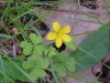 Yellow Wood Sorrel; Sour Grass (Oxalis stricta)