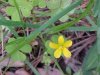 Yellow Wood Sorrel; Sour Grass (Oxalis stricta)