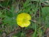 Common Buttercup (Ranunculus acris)